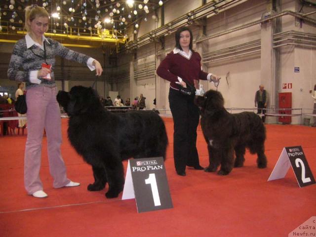 Фото: ньюфаундленд Рудольф Грант Персон Английский Лорд, ньюфаундленд Обуш Шед Юдашкин Стиль (Obush Shed Yudashkin Stil)