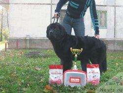 Фото: ньюфаундленд Полярная Ночка