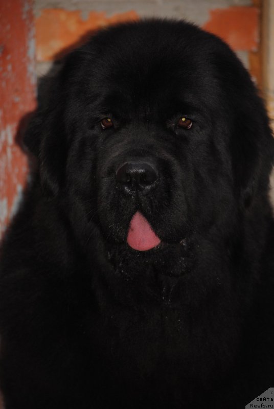 Фотография № 231904