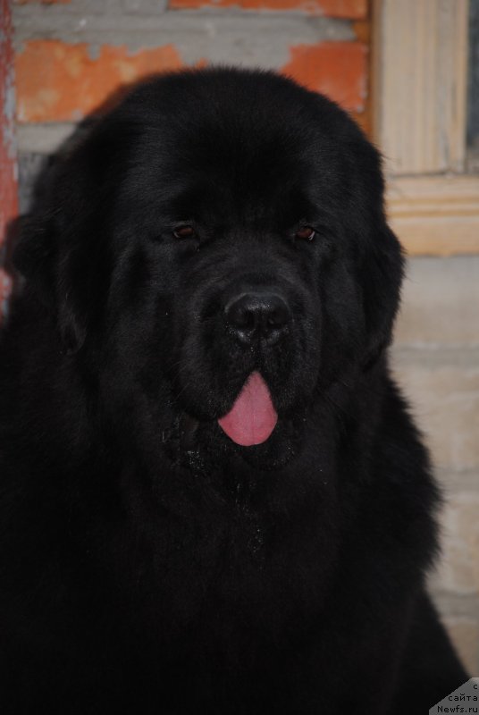 Фото: ньюфаундленд Моя Стихия Настасья Краса (Moya Stikhiya Nastasya Krasa)