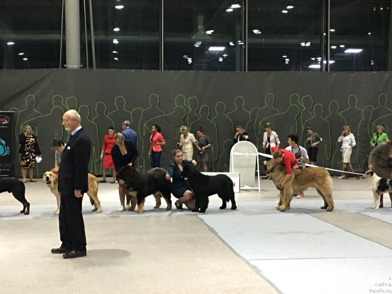 Фото: ньюфаундленд Браунблад MCК Лави Нэман (Brownblood MSK Lavy Neman)