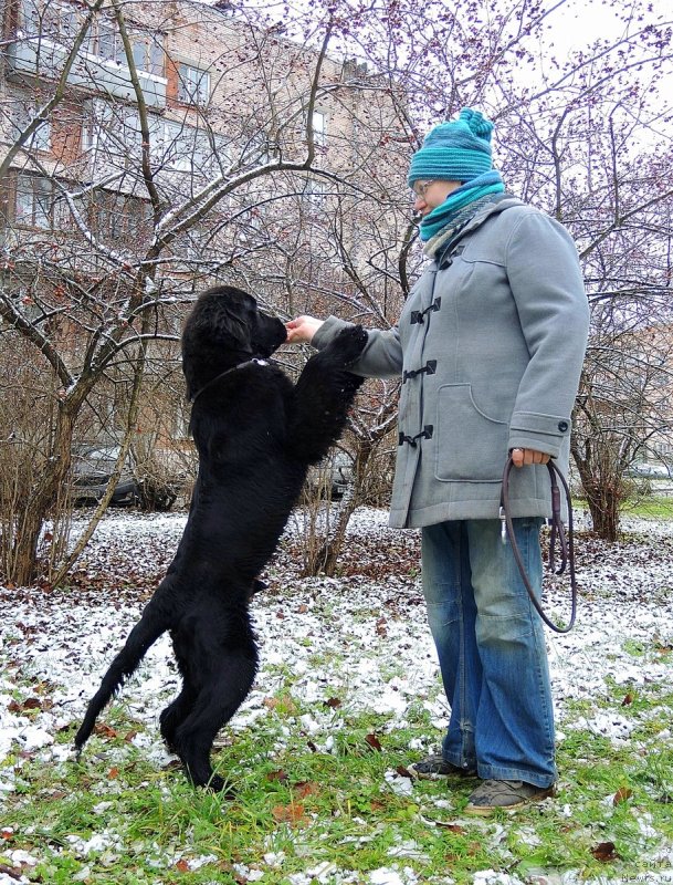 Фото: ньюфаундленд Фанньюф Бригадир