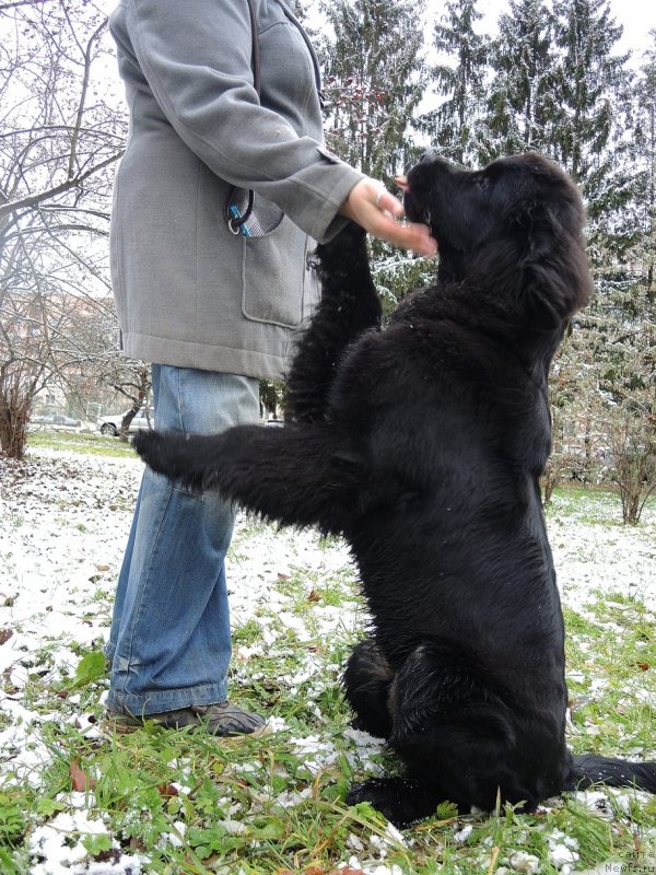 Фото: ньюфаундленд Фанньюф Бригадир