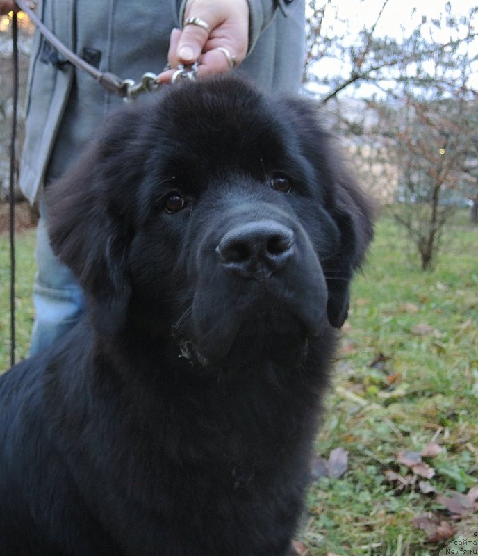 Фото: ньюфаундленд Фанньюф Бригадир