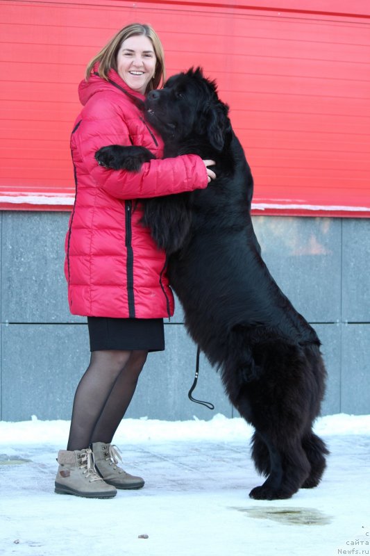 Фото: ньюфаундленд Супер Премиум Ундерковер Лове (Super Premium Undercover Love), Ирина Черникова