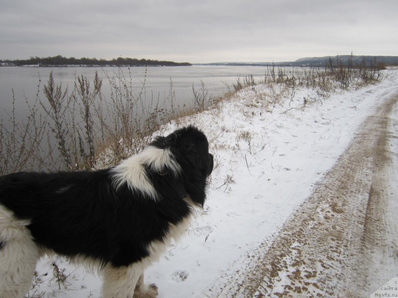 Фото: ньюфаундленд Водограй от Карельских Медведей