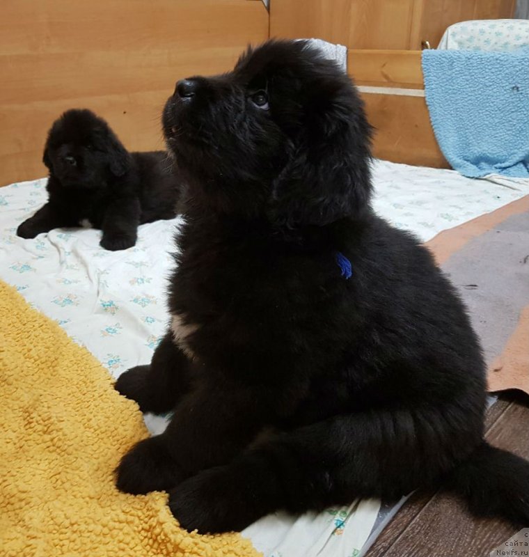 Фото: ньюфаундленд Шеф ан Шеф из Племени Кедра