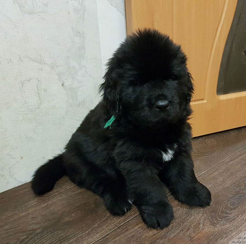 Фото: ньюфаундленд Штефан Шварц из Племени Кедра