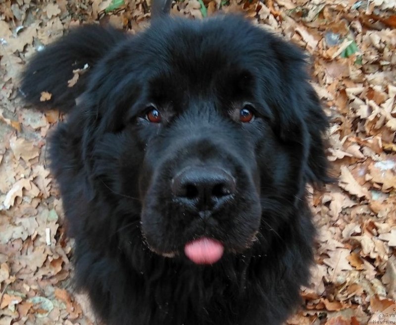 Фотография № 231917