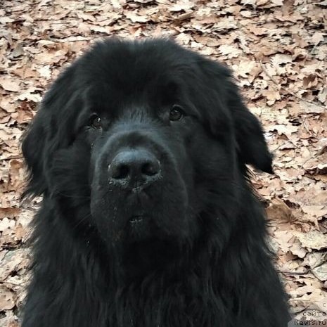 Фотография № 231918