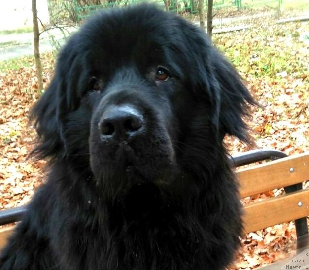 Фотография № 231919