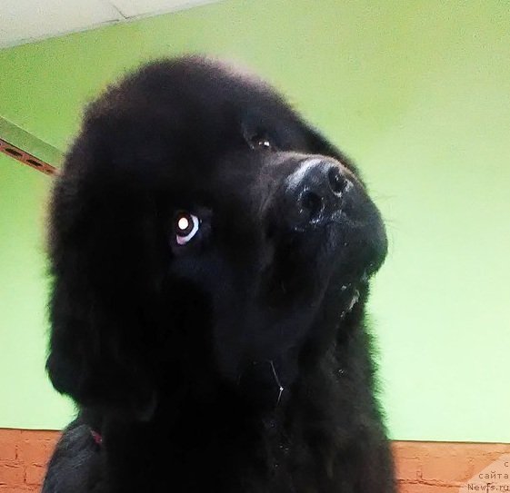 Фотография № 231920