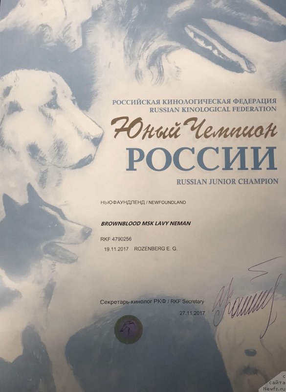 Фото: ньюфаундленд Браунблад MCК Лави Нэман (Brownblood MSK Lavy Neman)