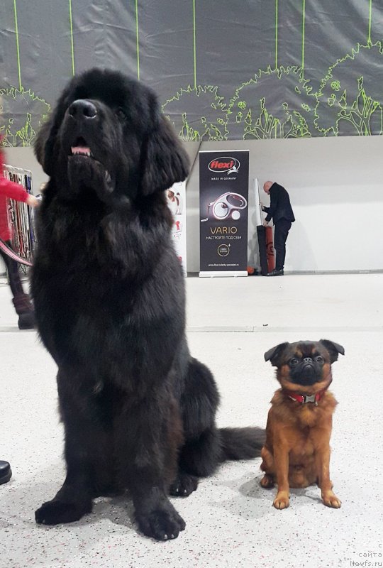 Фото: ньюфаундленд Браунблад MCК Лави Нэман (Brownblood MSK Lavy Neman)