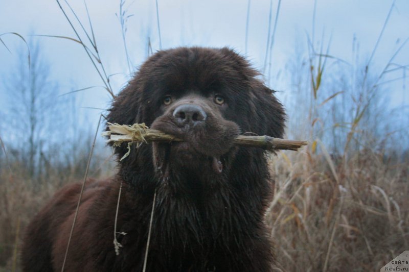 Фото: ньюфаундленд Браунблад МСК Ларчи Ардон (Brownblood MSK Larchie Ardon)