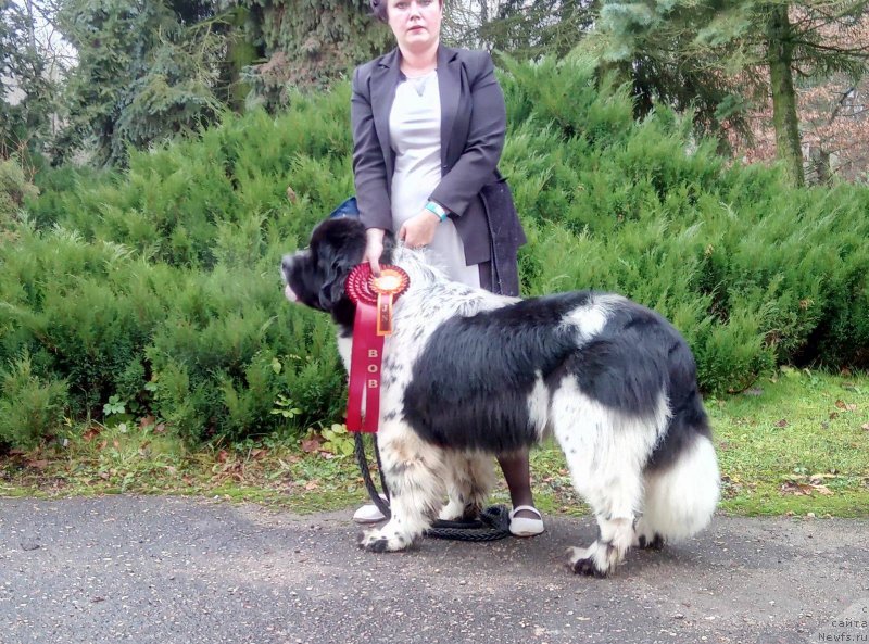 Фото: ньюфаундленд Ise King Zefir Super Mishka