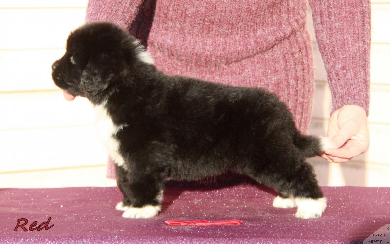 Фото: АС буква 