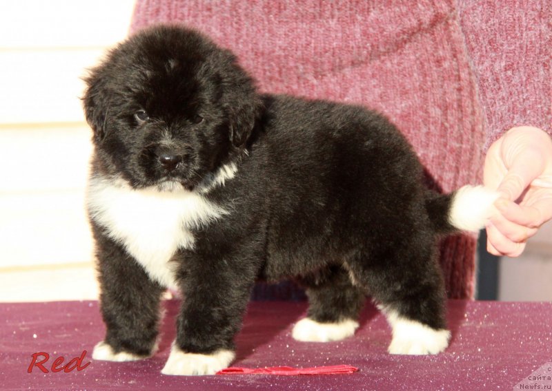 Фото: АС буква 