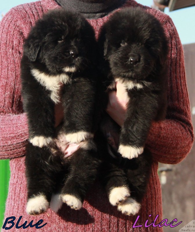 Фото: кобели АС 