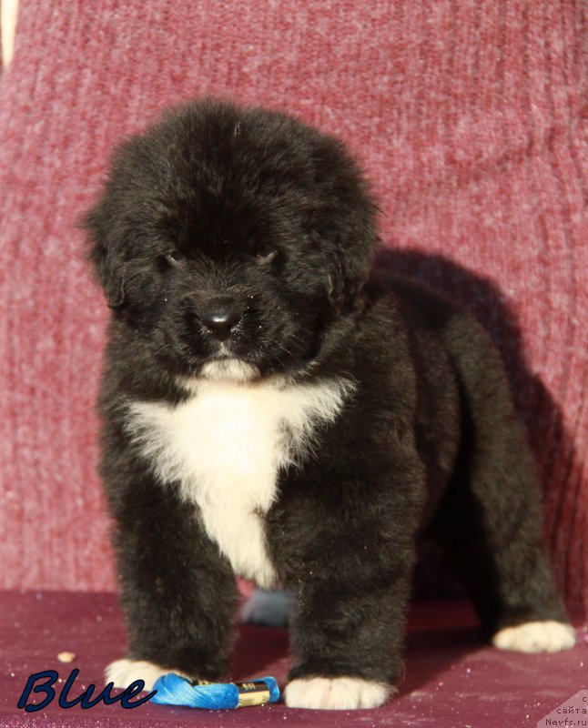 Фото: кобель АС 