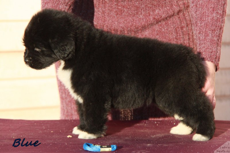 Фото: кобель АС 