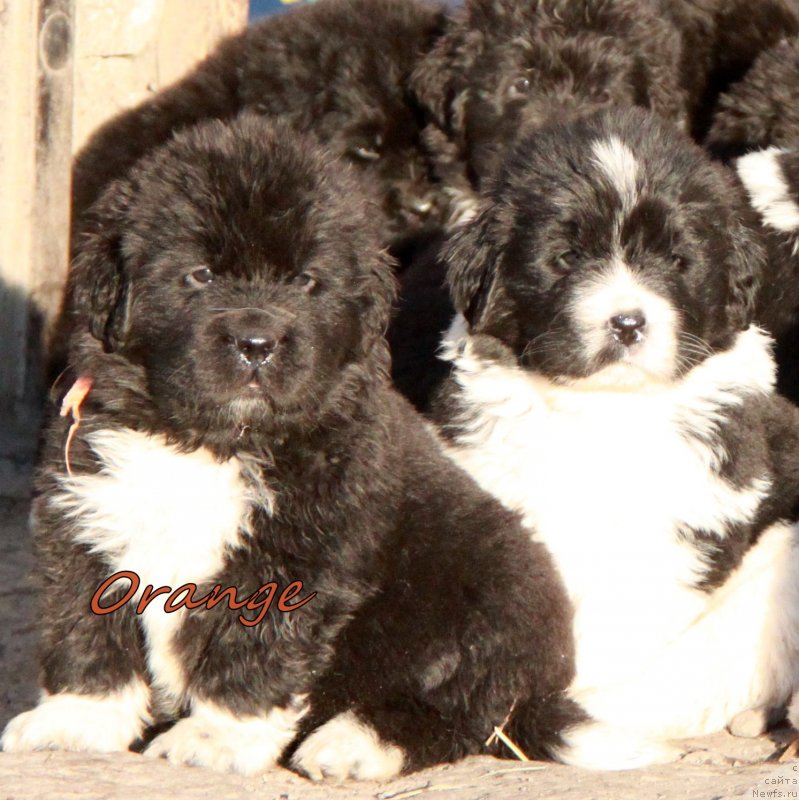 Фото: Кобель оранжевая лента АС