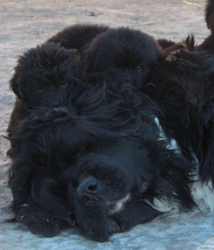 Фото: ньюфаундленд Икона Стиля, и внуки.