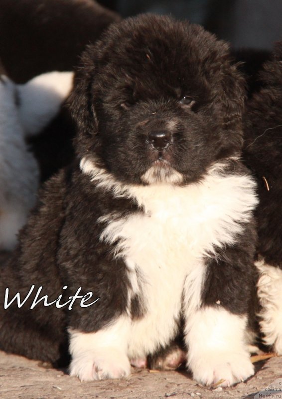 Фото: Кобель белая лента. АС