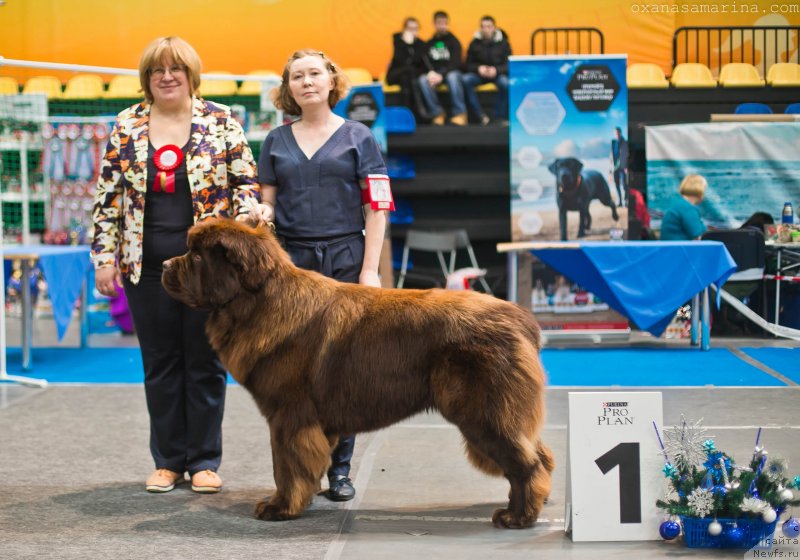 Фото: ньюфаундленд Браунблад МСК Велес Алистер (Brownblood MSK Veles Alister)