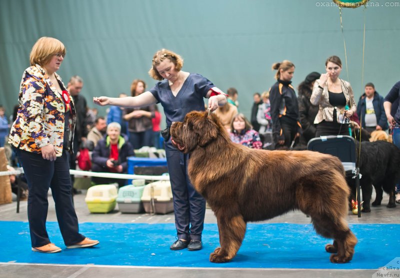Фото: ньюфаундленд Браунблад МСК Велес Алистер (Brownblood MSK Veles Alister)
