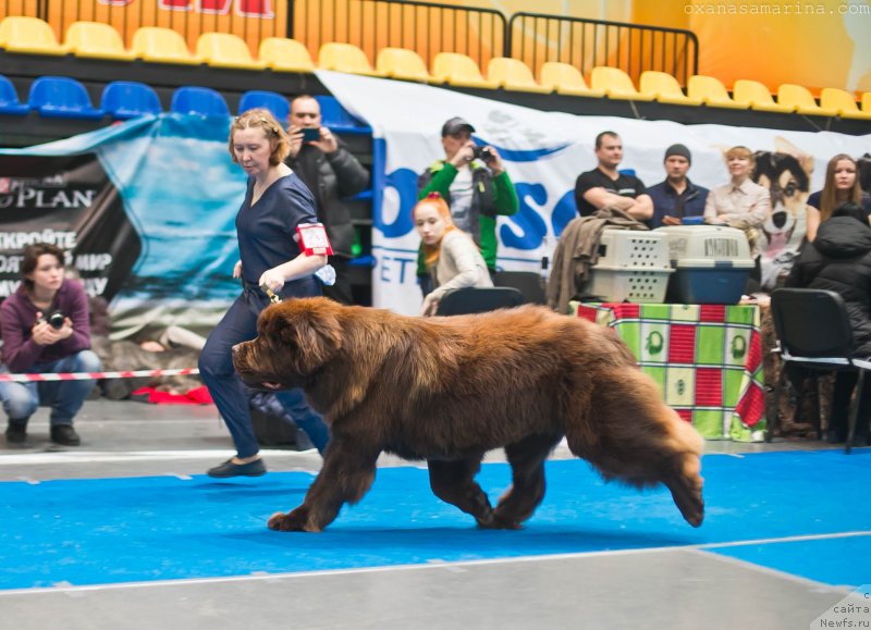 Фото: ньюфаундленд Браунблад МСК Велес Алистер (Brownblood MSK Veles Alister)