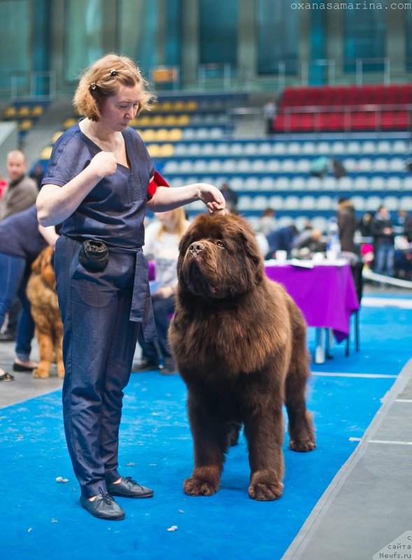 Фото: ньюфаундленд Браунблад МСК Велес Алистер (Brownblood MSK Veles Alister)