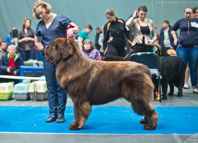 Фото: ньюфаундленд Браунблад МСК Велес Алистер (Brownblood MSK Veles Alister)