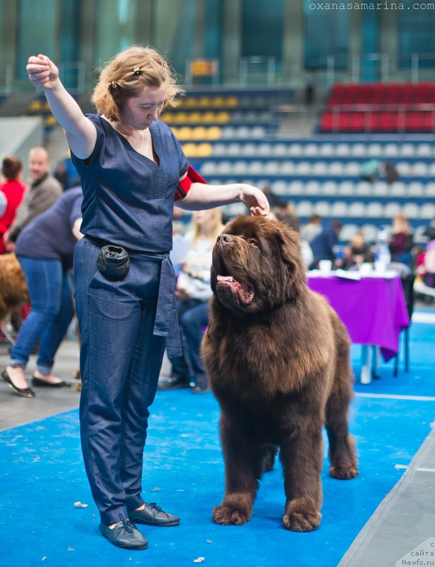 Фото: ньюфаундленд Браунблад МСК Велес Алистер (Brownblood MSK Veles Alister)