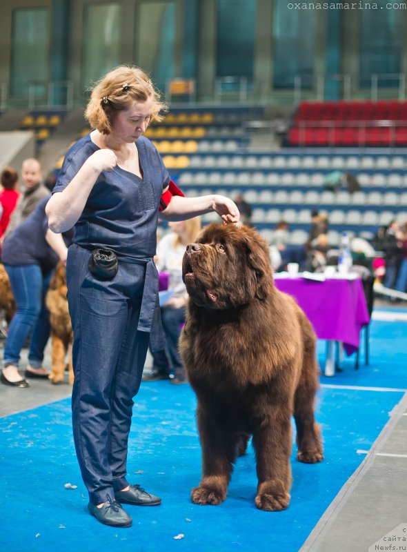 Фото: ньюфаундленд Браунблад МСК Велес Алистер (Brownblood MSK Veles Alister)