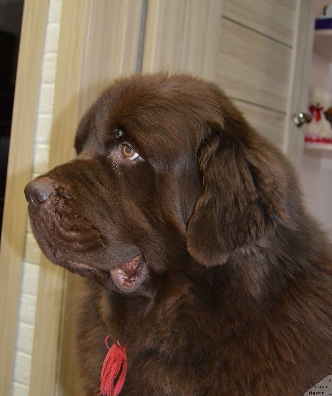 Фото: ньюфаундленд Нэш Соллар Винд