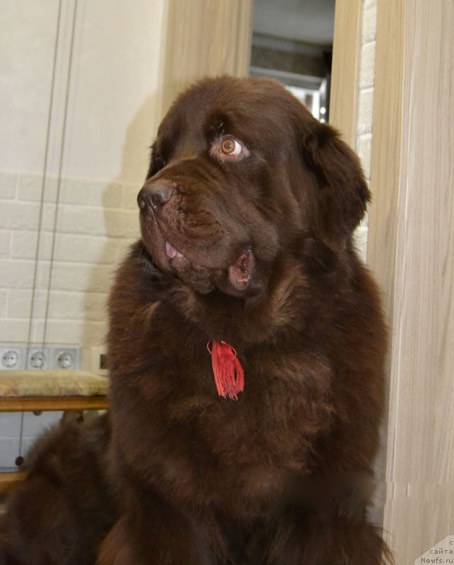 Фото: ньюфаундленд Нэш Соллар Винд