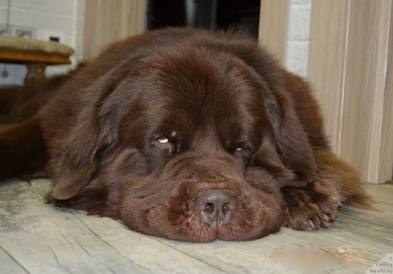 Фото: ньюфаундленд Нэш Соллар Винд