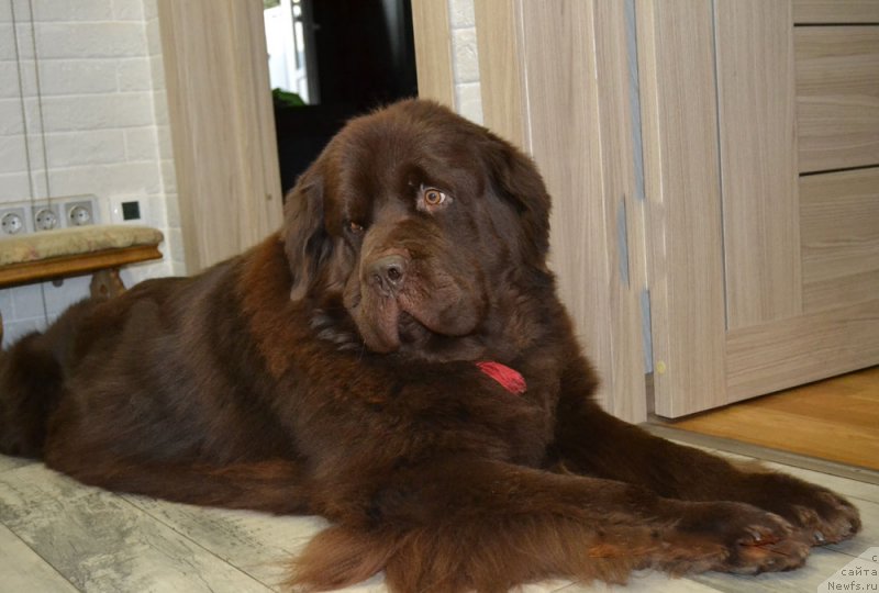 Фото: ньюфаундленд Нэш Соллар Винд