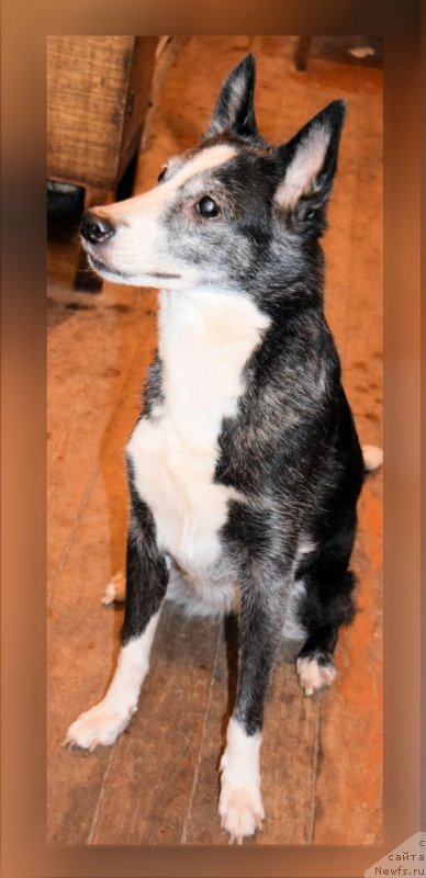 Фотография № 231980