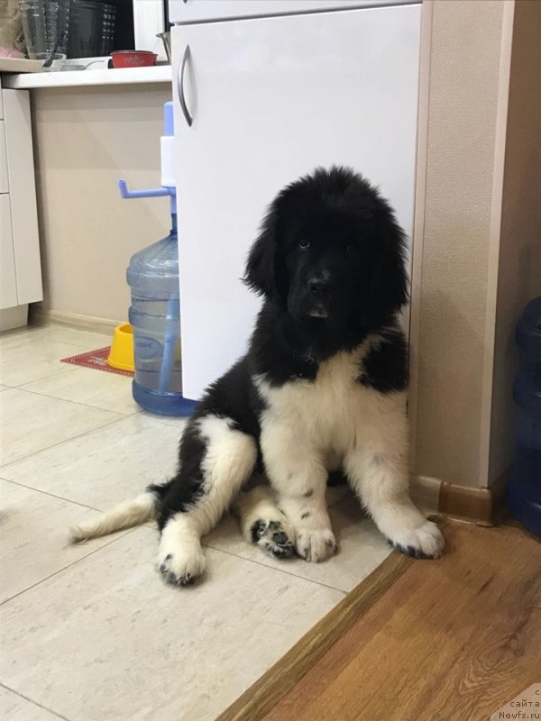 Фотография № 231986