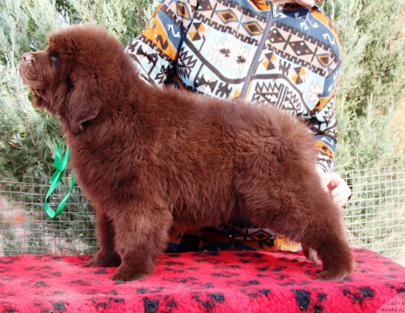 Фото: ньюфаундленд Жемчужина Кубани Кубанский Казак