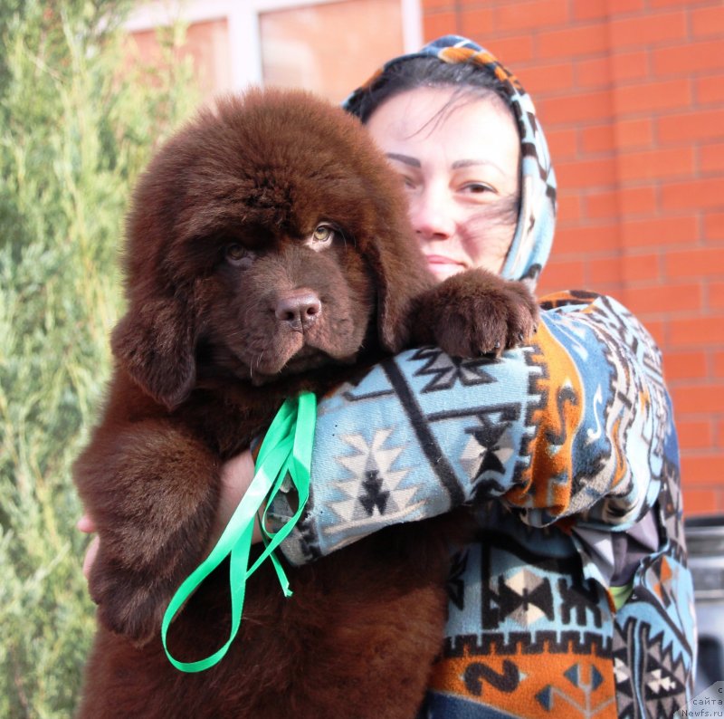 Фото: ньюфаундленд Жемчужина Кубани Кубанский Казак