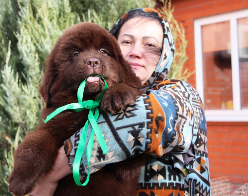 Фото: ньюфаундленд Жемчужина Кубани Кубанский Казак