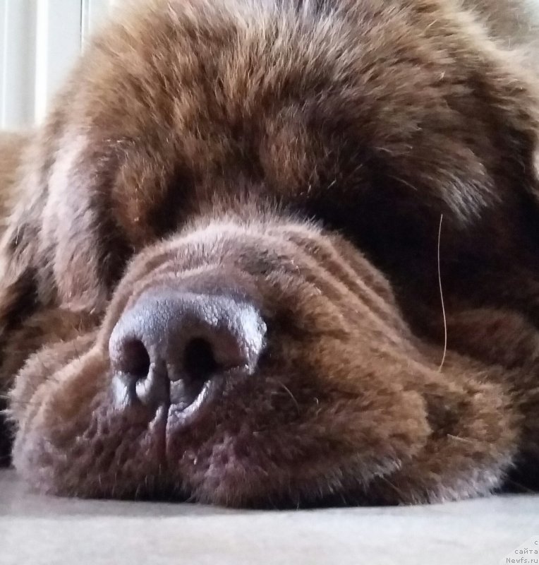 Фото: ньюфаундленд Нобл Кинг Май Лорд Симба