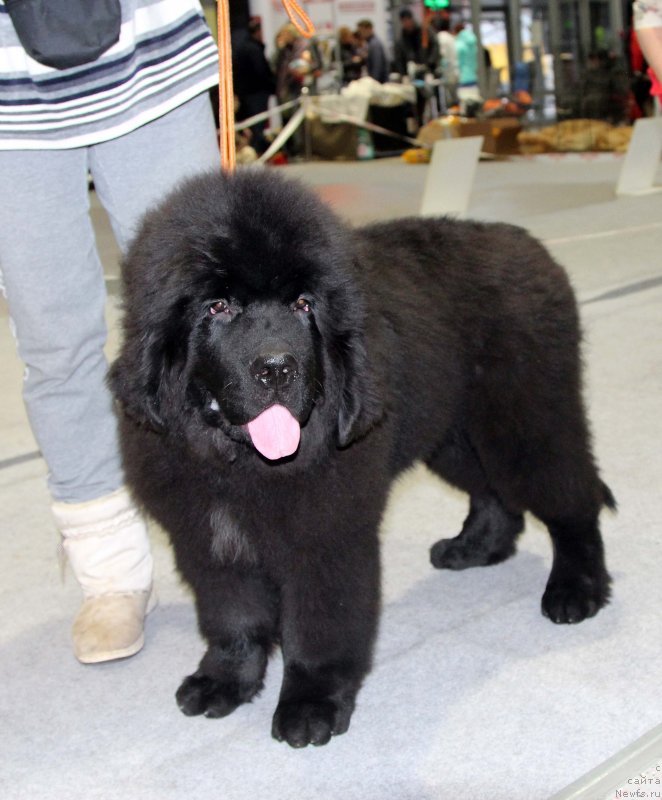 Фотография № 231997