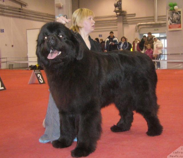 Фото: ньюфаундленд Армани Империал