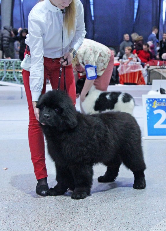 Фото: ньюфаундленд Династик Брэнч Импоузин Лейди (Dynastic Branch Imposing Lady)
