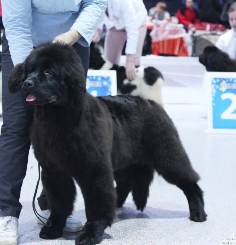 Фотография № 232002