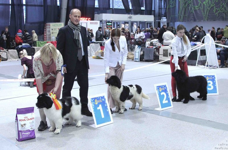 Фото: Сент Джонс Елизабетт, Сноу Викинг Бэмби, ньюфаундленд Династик Брэнч Импоузин Лейди (Dynastic Branch Imposing Lady)